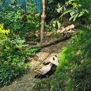 신비한동물원 | 싱가폴 리버원더스 동물원 동선｜한국어 지도 다운｜매너티 판다 후기 #3