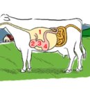 숯불막창구이 이미지