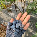 오천농장 이미지