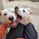 우리집 똥강아지 | 전주 강아지유치원 우리집똥강아지 대형견목욕 후기