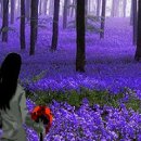 희망의 꽃밭에서 이미지