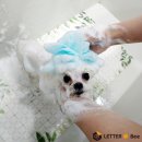 누렁이도 찰스로 | 말티즈생크림 연수동 애견미용 후기! - 누렁이도 찰스로 애견샵 (말티즈 스포팅, 애견스파)