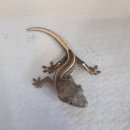 보리아쿠아