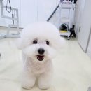 그루밍리본 이미지