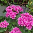 어서와현 이미지