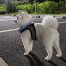 뽀송이 멍살롱 이미지