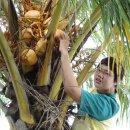 옐로우 코코넛 사진 이미지