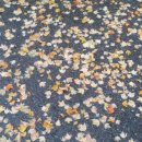 토이패밀리 이미지