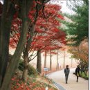 산책길-1 Daum카페