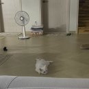 고흥미소동물병원 이미지