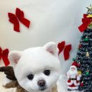 화사하개 이미지