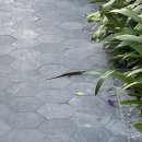 시에스타 이미지