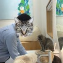 냥냥이 캔따개 이미지