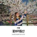 고양동 청구아파트 버스정류장 | 대구 꽃보라동산 벚꽃 밤 드라이브 야간 꽃구경 야경 명소 추천