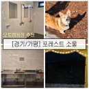(주)핑크소울 | [경기/가평] '포레스트 소울' 겨울 오토캠핑장 C1 사이트 추천ㅣ강아지가 반겨주는 깨끗한 캠핑장...