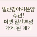 더펫 강아지분양 고양이분양 일산본점 | 일산강아지분양, 더펫에서 시작하는 행복한 이야기