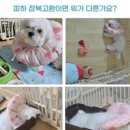 댕댕포유 네이버블로그