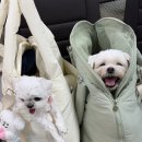 동문장수국수 | 1일차 | 울산에서 제주도 비행기/에어부산/애견동반/장수국수/보롬왓/수선화식당/동문야시장/팜팜스테이