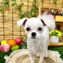 이쁘개귀엽개 이미지