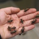 애니멀샵 이미지