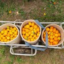 탁이농장 이미지