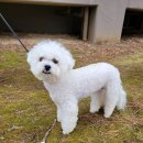 서구애견센타 이미지