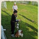 김제강아지 이미지