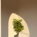 GS25경포윌점 이미지