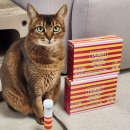 제기46 | 혈당 다이어트 빌딘 레몬버베나 단기간1kg 감량 후기(전후사진O)