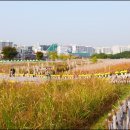 국화공원 이미지