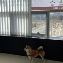 코히펫푸드 네이버블로그