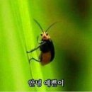 빙동댕