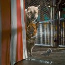 우정앤독스 | [감상평]캣츠 앤 독스2