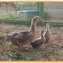 배영농장 이미지