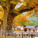 내소사=1,400년 고찰 물든 단풍·은행나무 절정 이미지