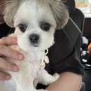 펫택시 네이버블로그