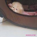 스파리버 캐터리 이미지