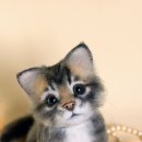 니들펠트 이미지