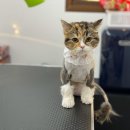 온천장고양이 이미지