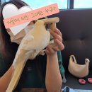 앵무새카페 이미지