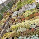 다미농원 | 논산 보험설계사의 일상 - 논산 '꽃다미다육농원' 다녀온 후기