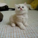 와니유니