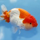 홍백농장 이미지