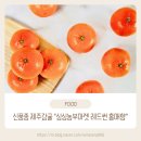 12월 제철 과일 신품종 제주 감귤 싱싱농부마켓 레드썬 홍매향 후기