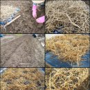 [무료배송] 생뿌리 어성초 발모팩, 어자녹 천연한방 샴푸 (탈모 개선, 머리숱 증가, 가려움 및 염증 완화) 이미지