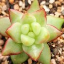 솔레미오 이미지