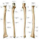 상지(upper limb) 뼈(bone)의 구조와 기능에 관한 해부학 이미지