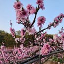 대덕농장2 이미지