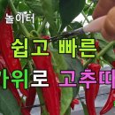 쪽가위로 고추따기 이미지