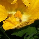 꽃 꿀방 이미지